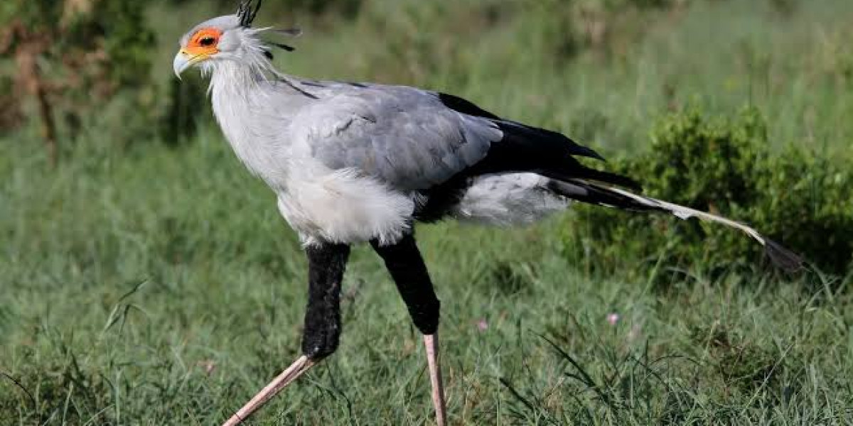 Secretary Bird — The Hunter of the Open Plains