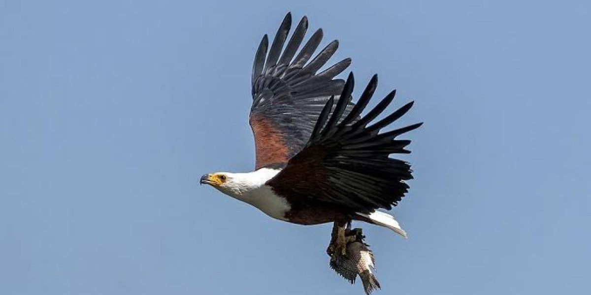 African Fish Eagle — The Voice of Africa’s Waters