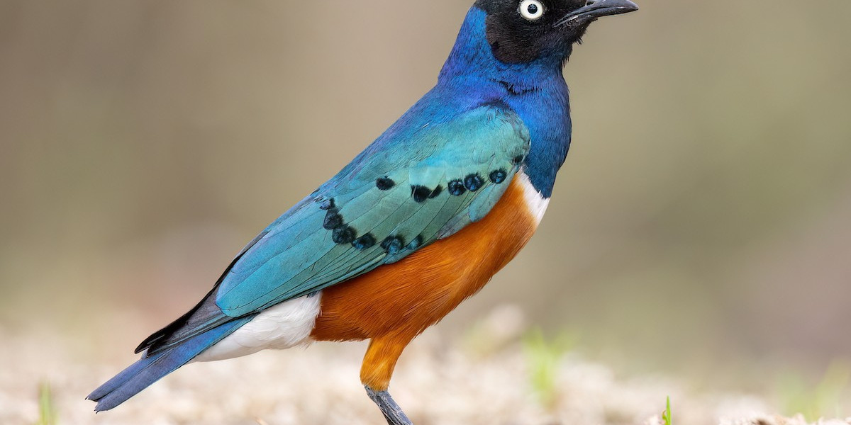 Superb Starling — Color in Constant Motion