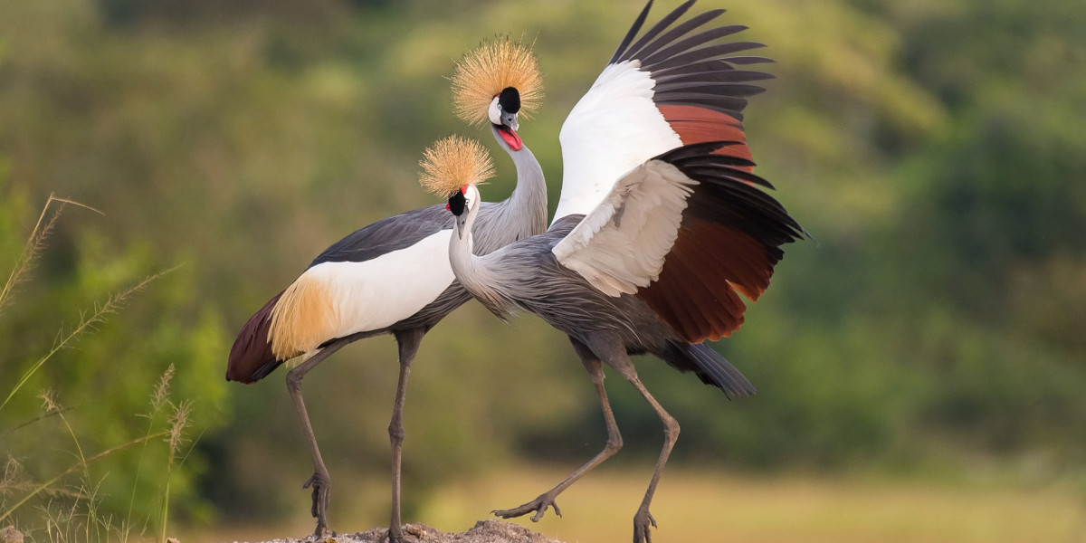 Grey Crowned Crane — Grace in the Wetlands