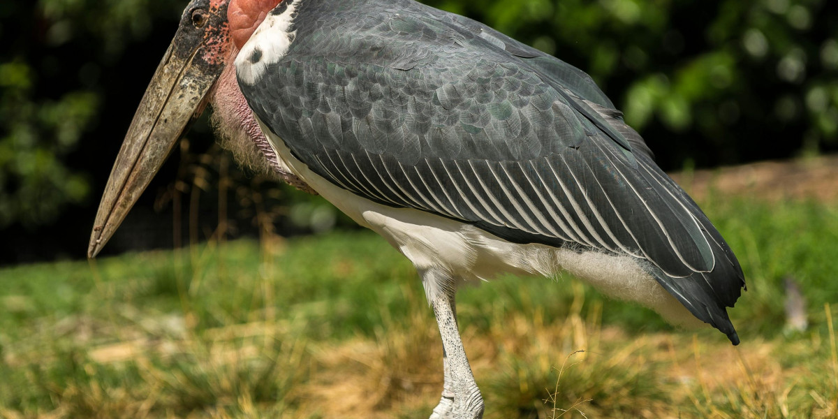 Marabou Stork — The Silent Scavenger