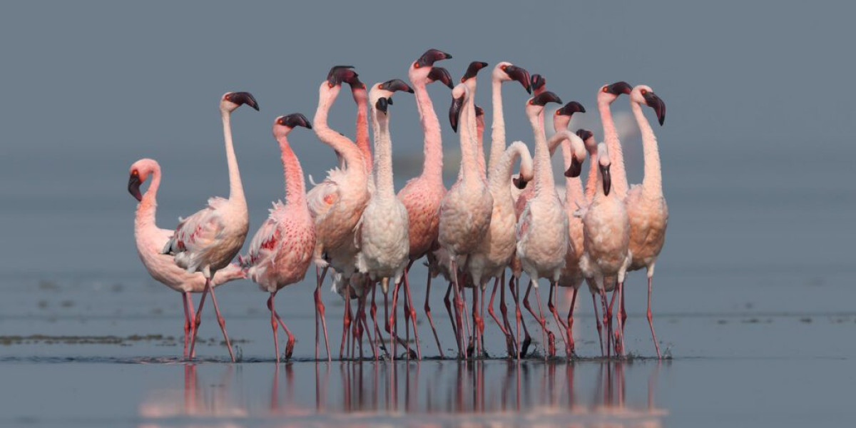 Flamingo — The Pink Spectacle of the Rift Valley