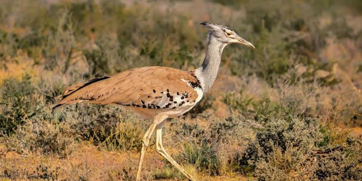 Kori Bustard — Power and Presence on the Plains