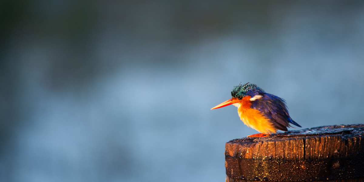 Malachite Kingfisher — A Flash of Color by the Water