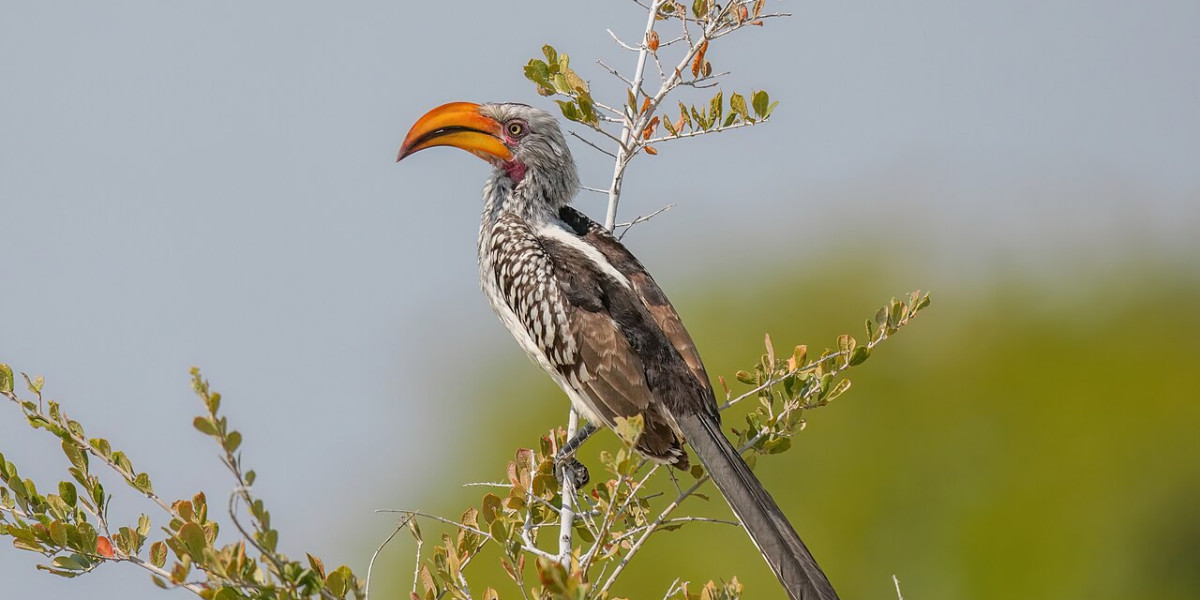 Yellow-billed Hornbill — The Character of the Drylands