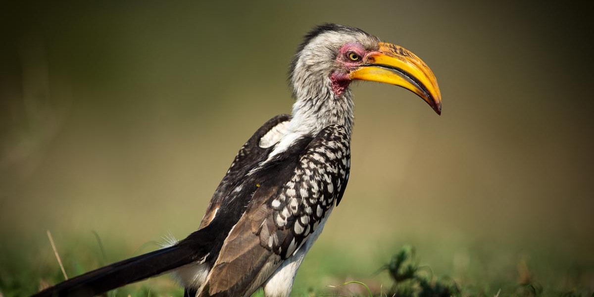 A Deeper Way to Experience Safari