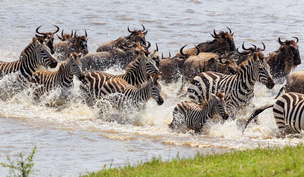 River Crossing Migration
