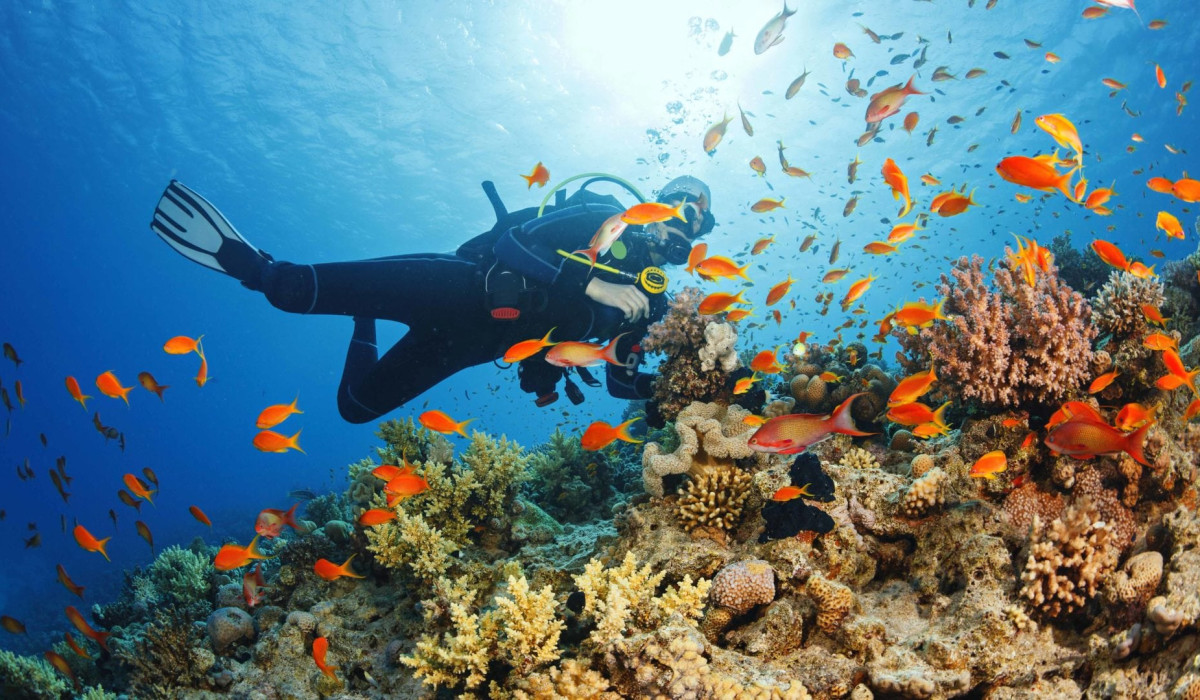 Scuba Diving 