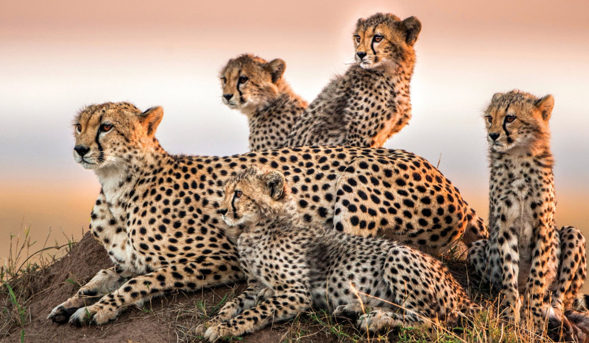 Leopard-