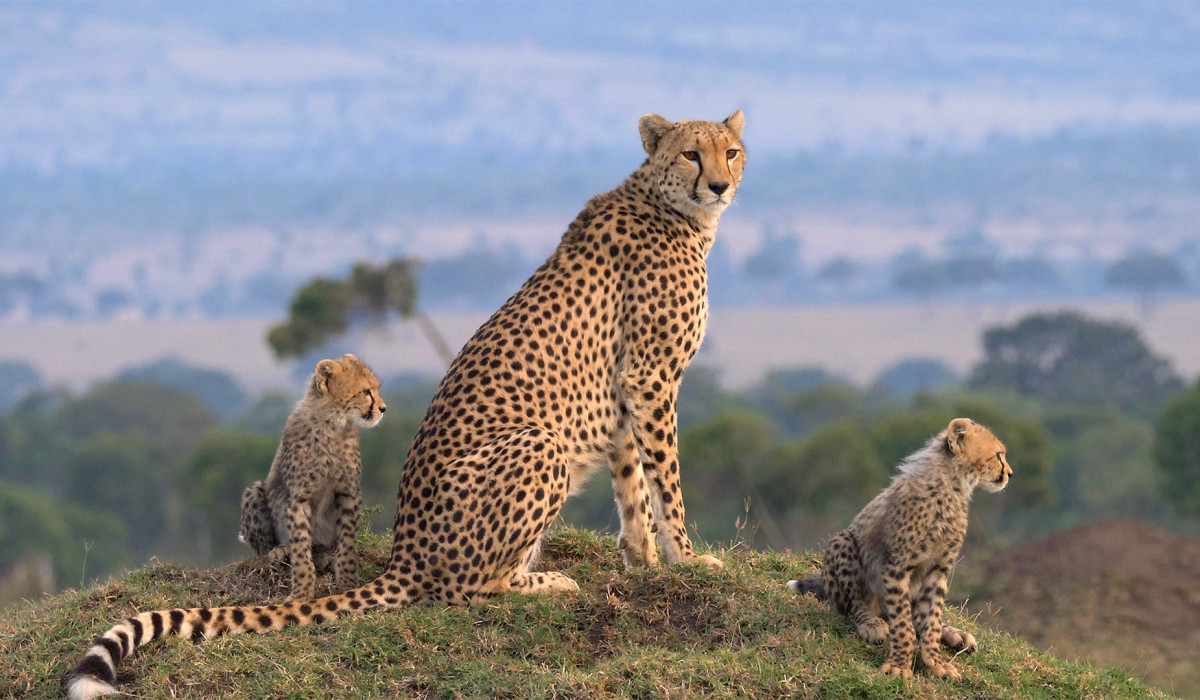 Mikumi National Park