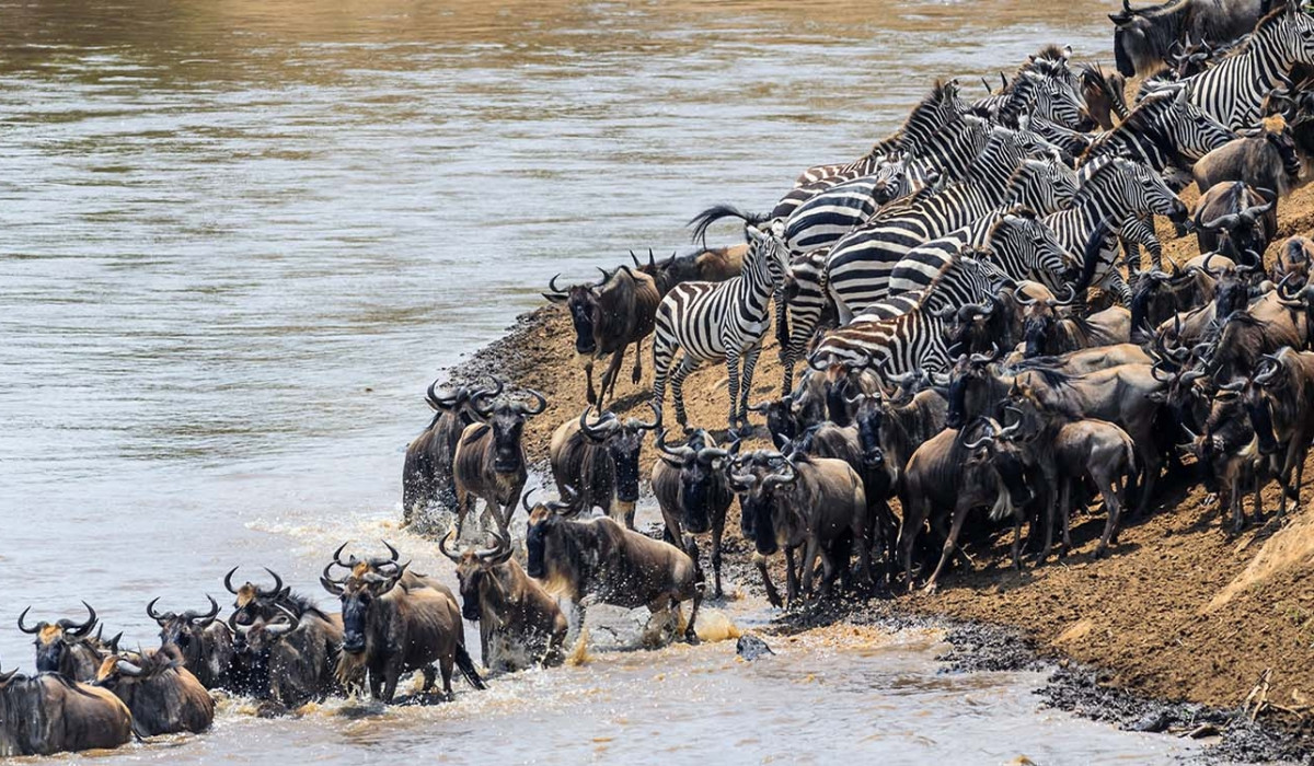 River Crossing Migration