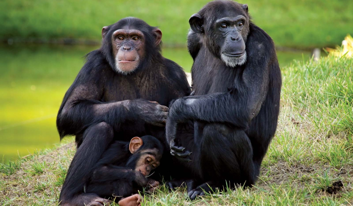 chimpanzee