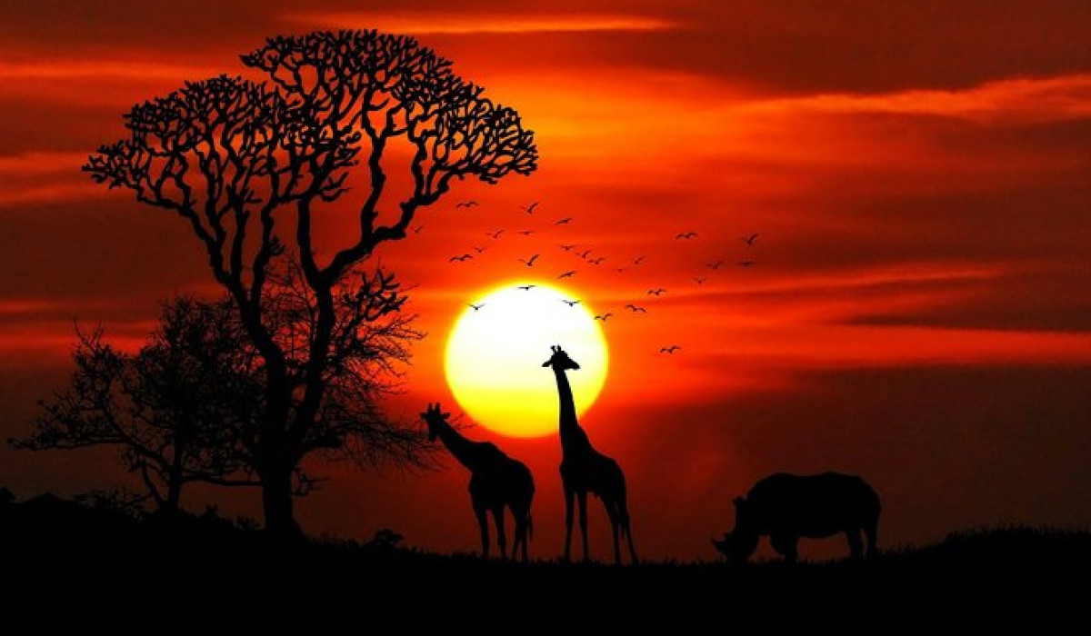 Night Game Drive