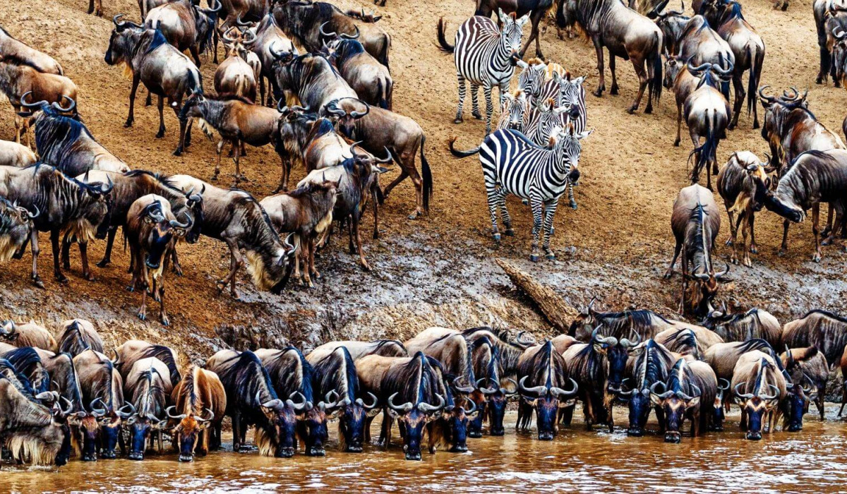 River Crossing Migration
