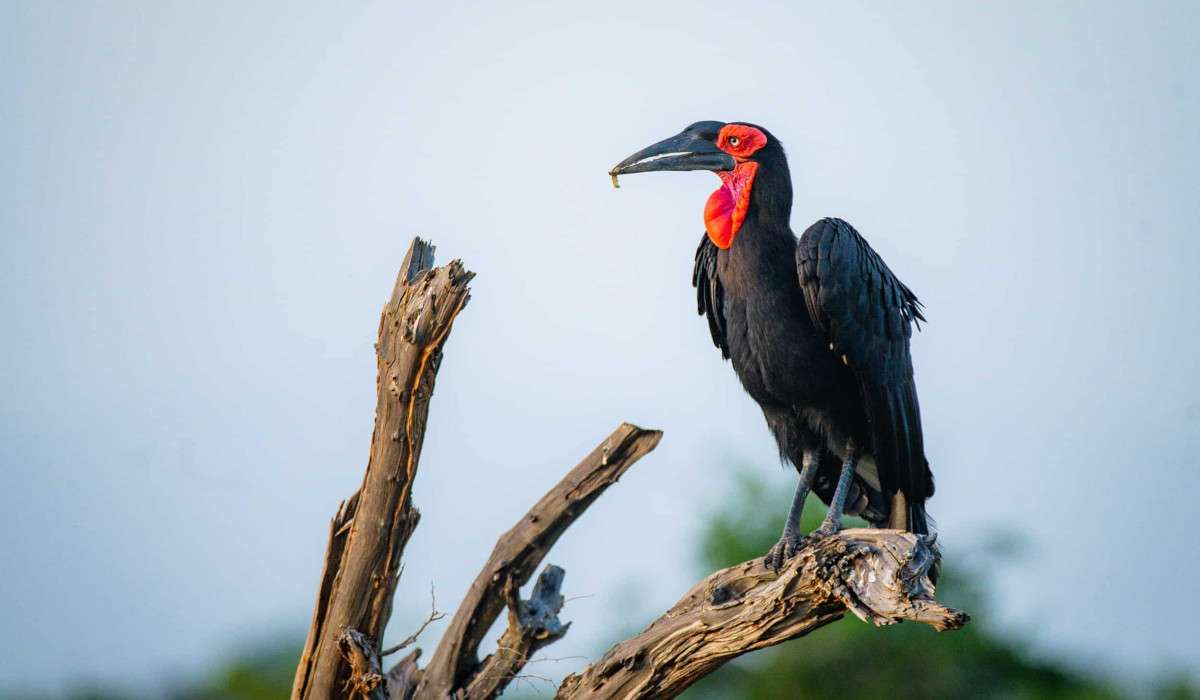 Birdwatching Safaris