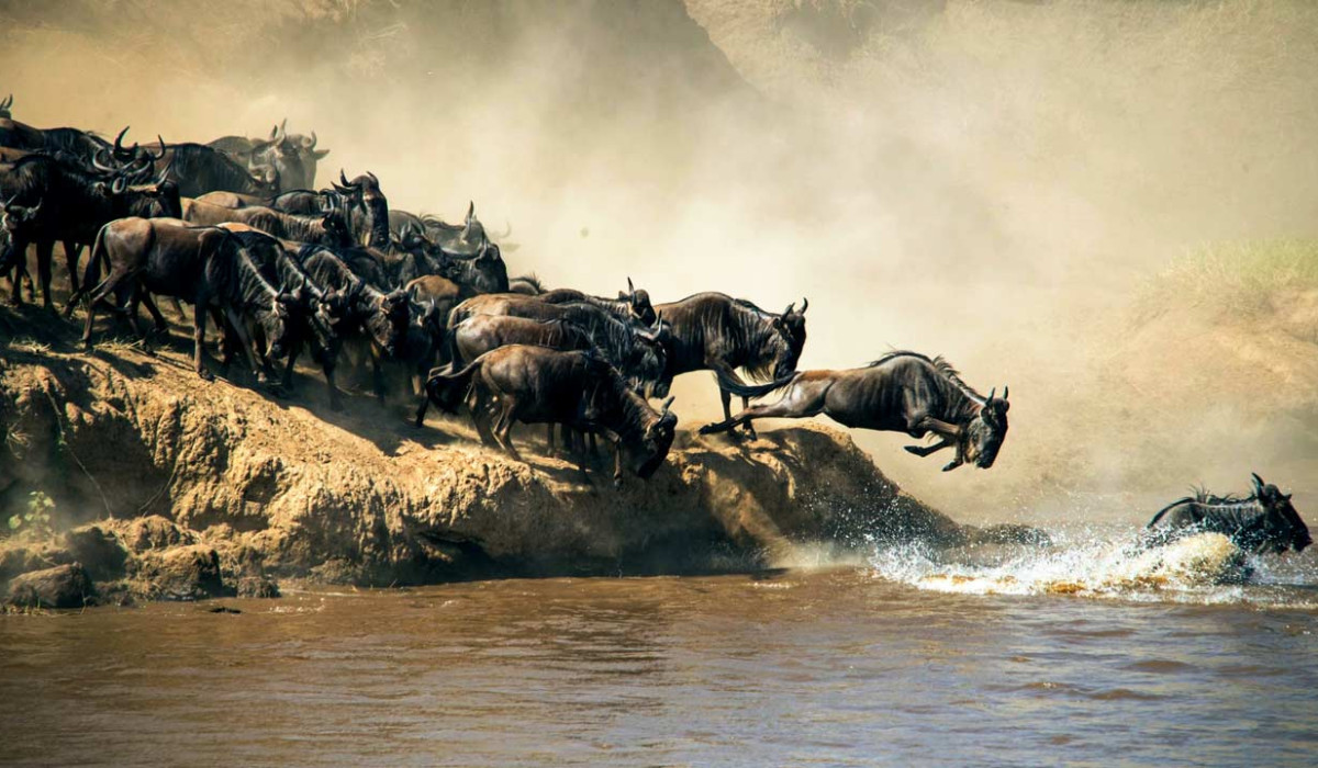 Great Migration Safaris