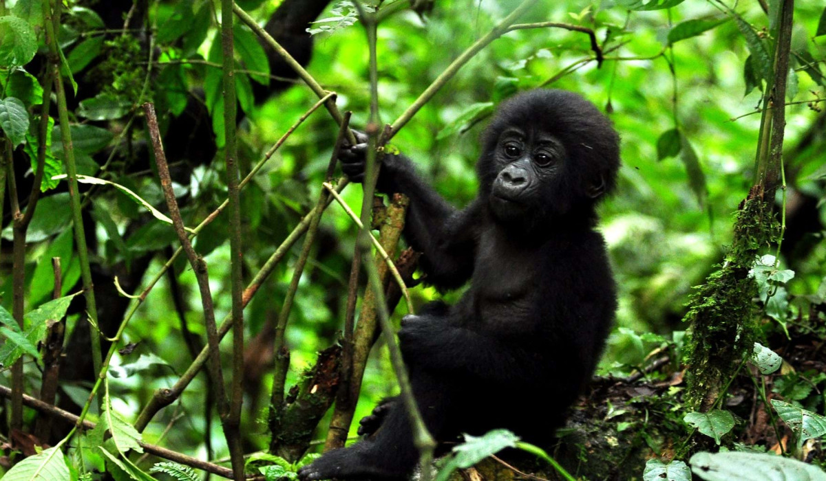 Big Five & Gorilla Safaris 
