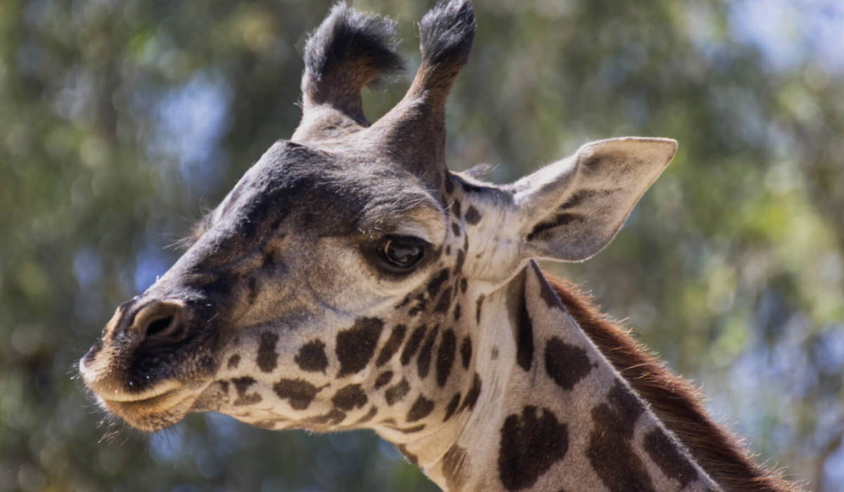 Amboseli National Park