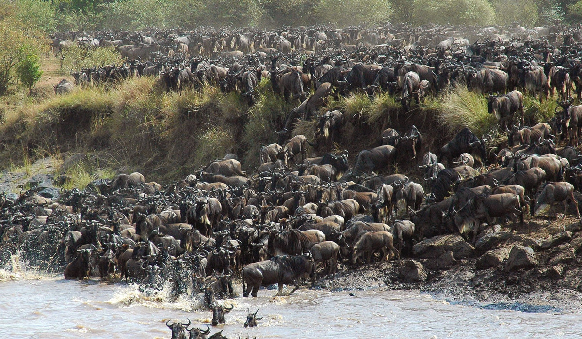 River Crossing Migration