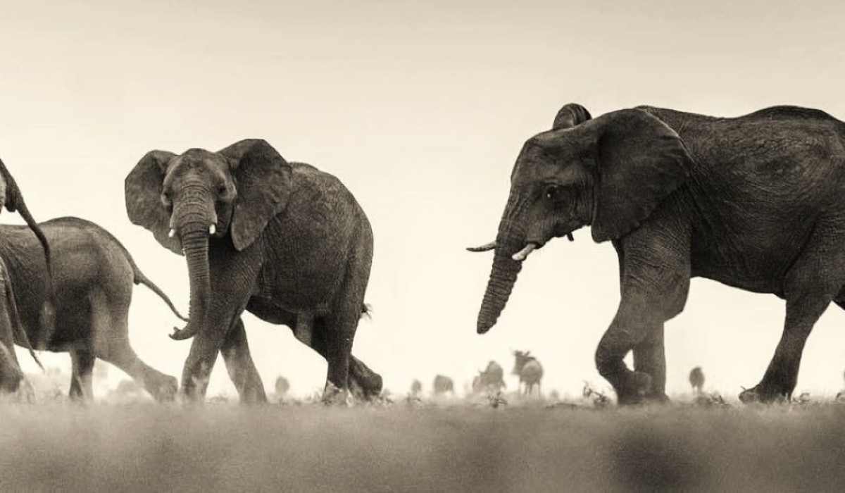 Where Our Story Takes Flight