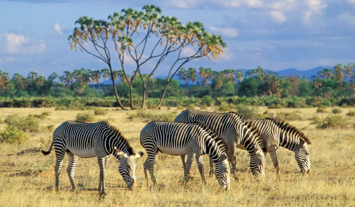 Samburu National Reserve
