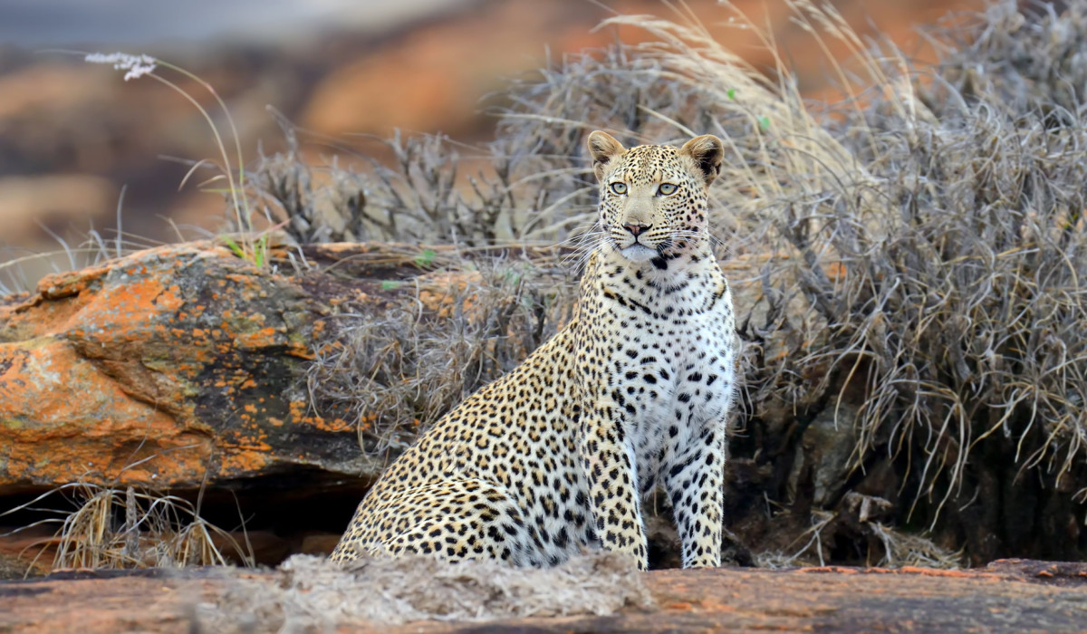 Tsavo East National Park