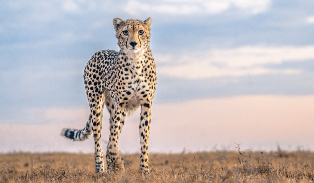 Ol Pejeta Conservancy