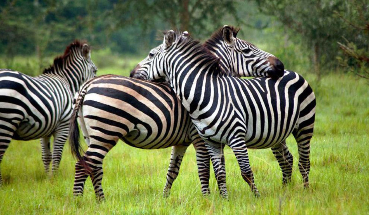 Lake Mburo National Park