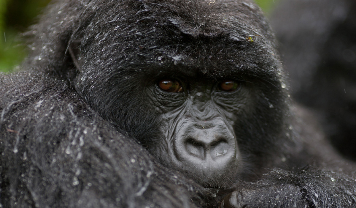 Bwindi Impenetrable National Park
