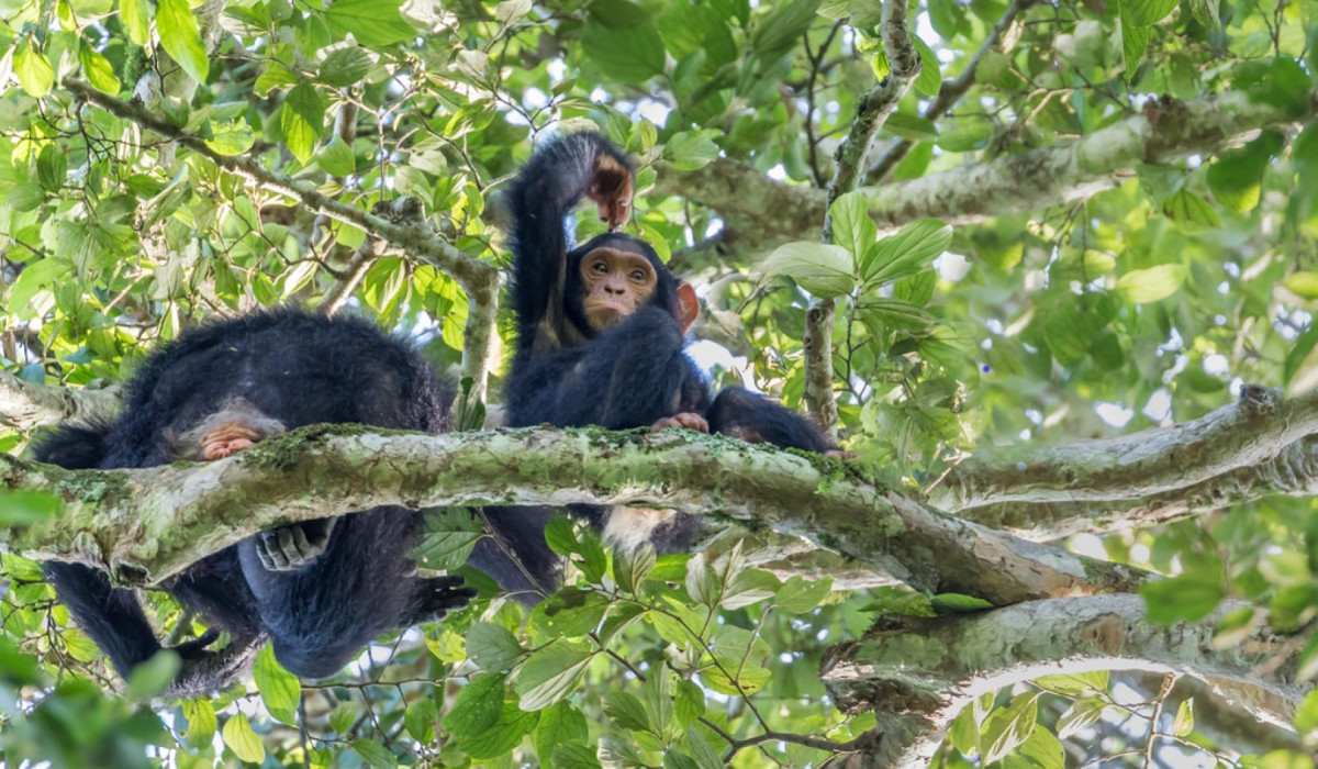 Kibale Forest National Park
