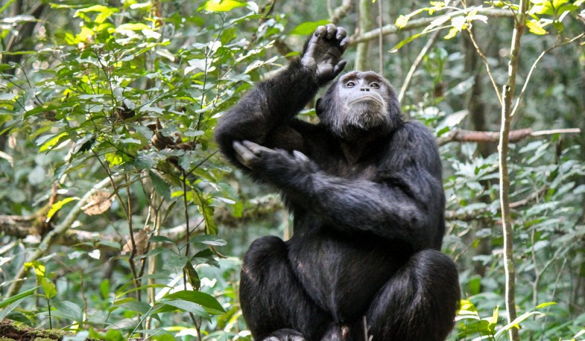 Gombe Stream National Park