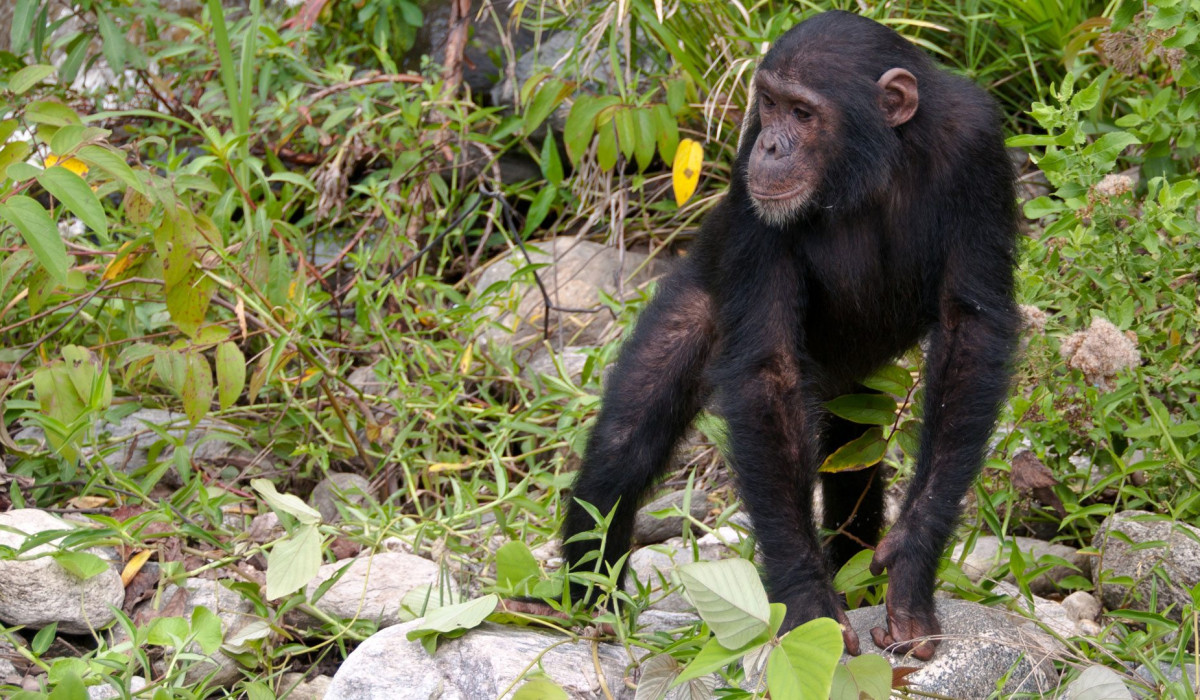 Mahale Mountains National Park