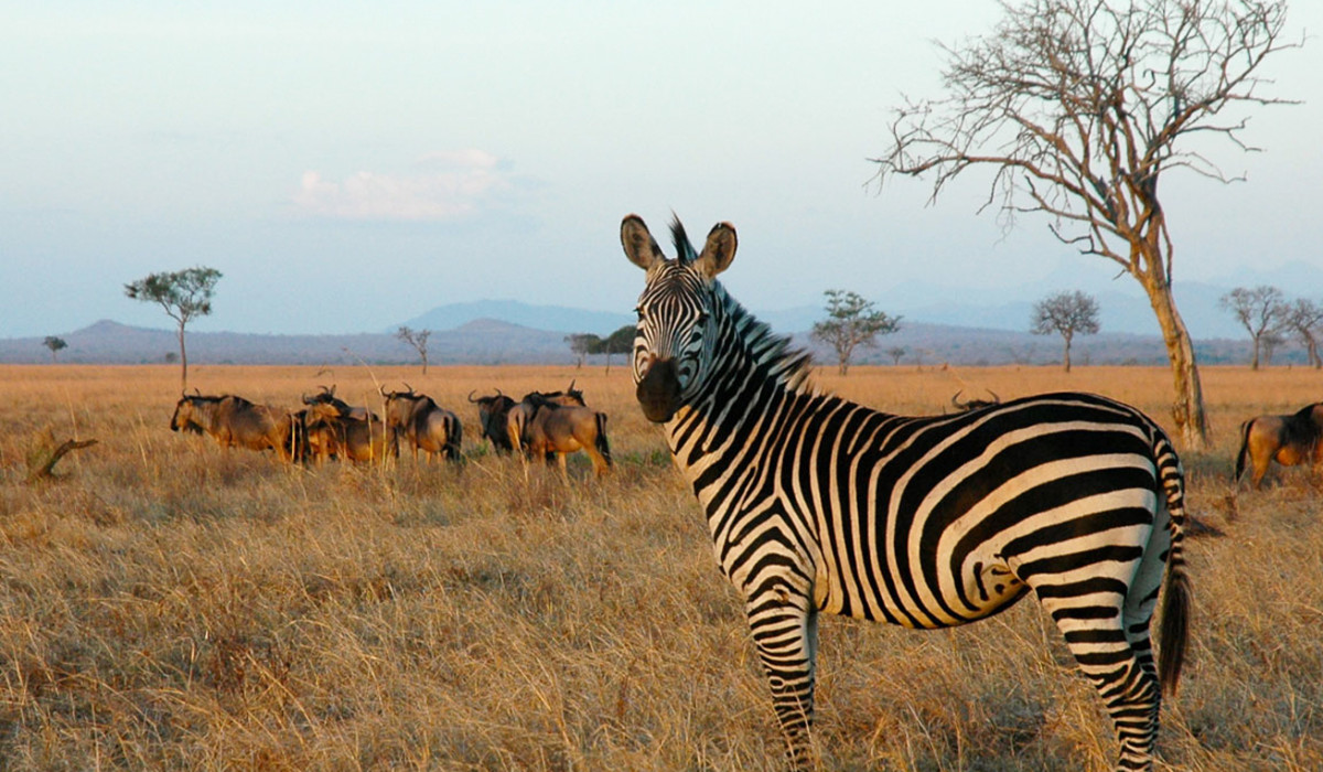 Mikumi National Park
