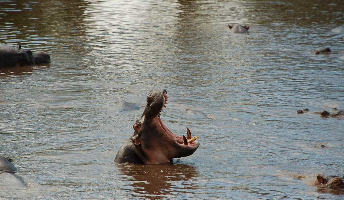 Burigi Chato National Park
