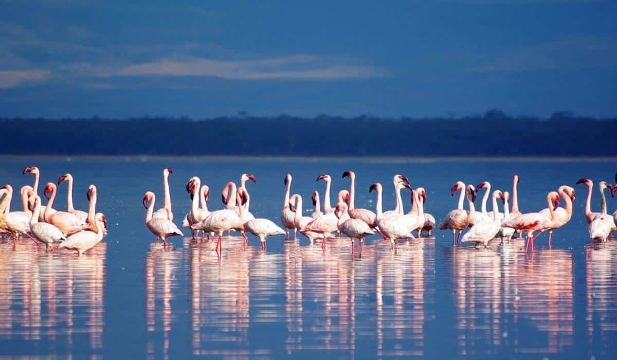 Lake Nakuru National Park
