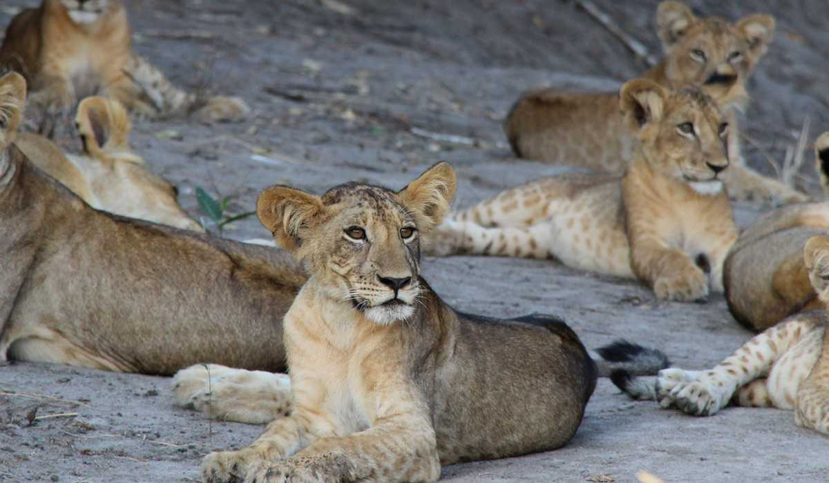 Saadani National Park