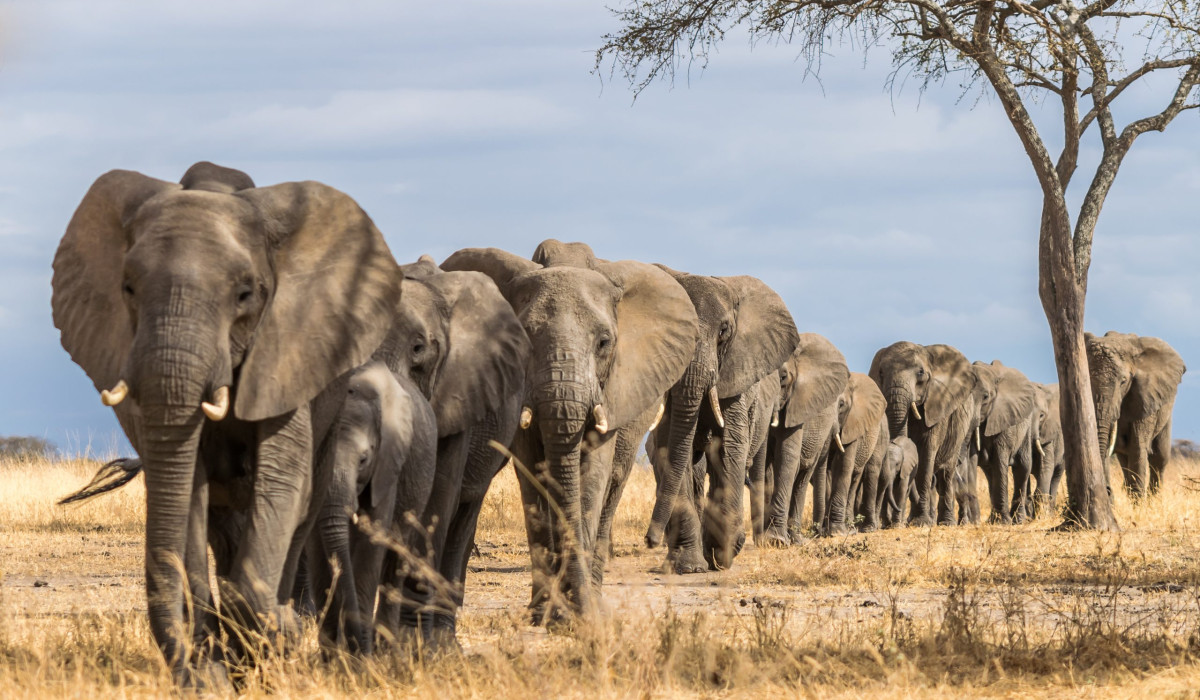 Tarangire National Park