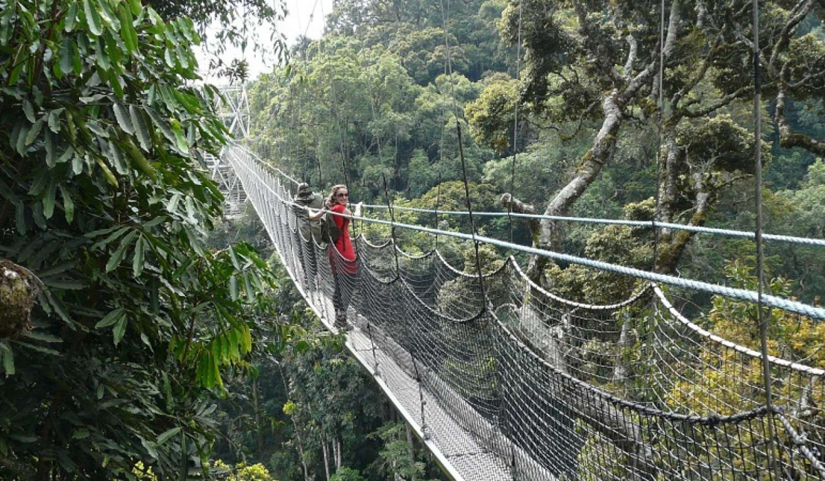 Nyungwe Forest National Park