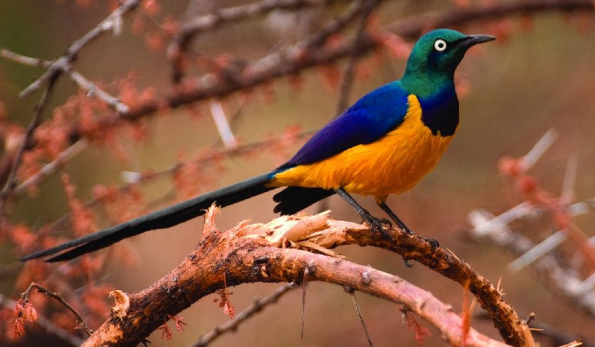 Aberdare National Park