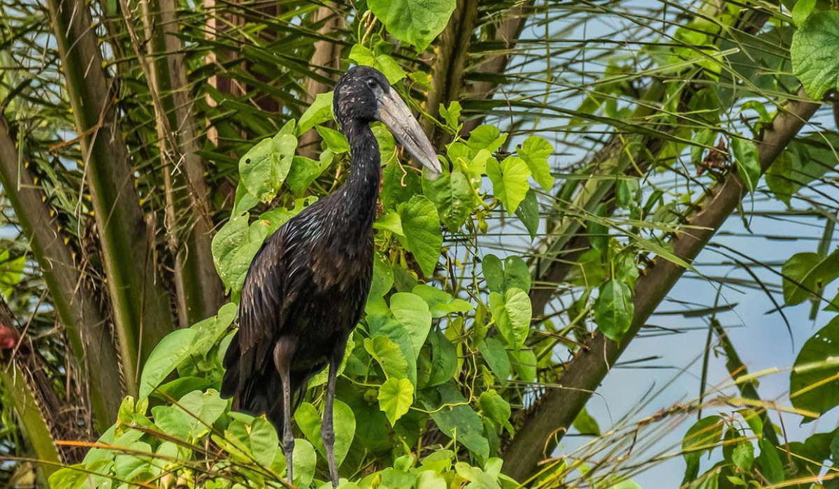 Gishwati-Mukura National Park