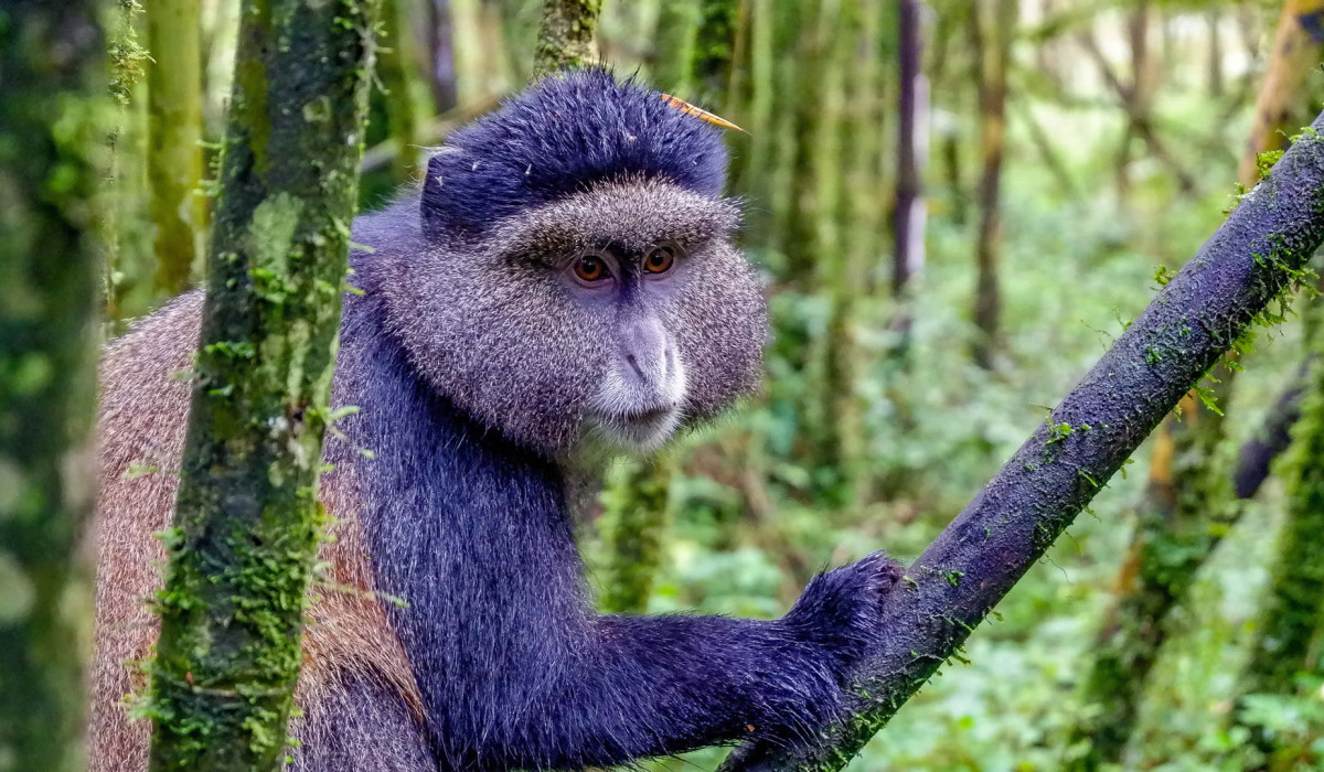 Gishwati-Mukura National Park