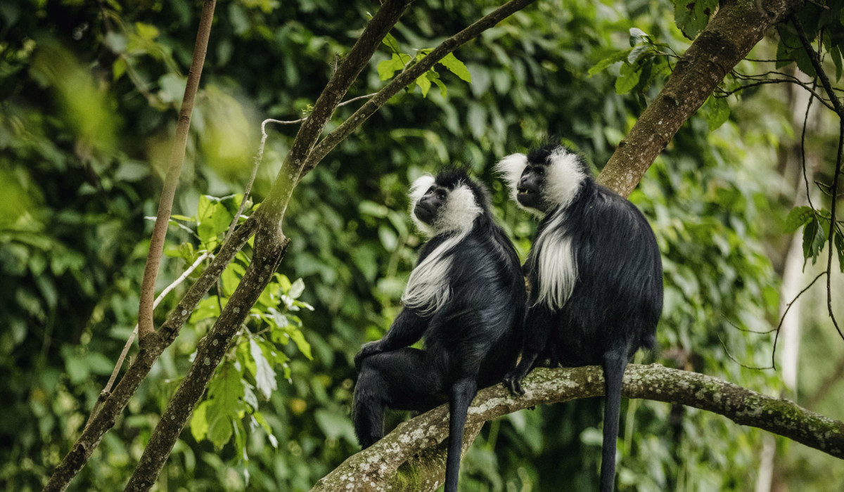 Nyungwe Forest National Park