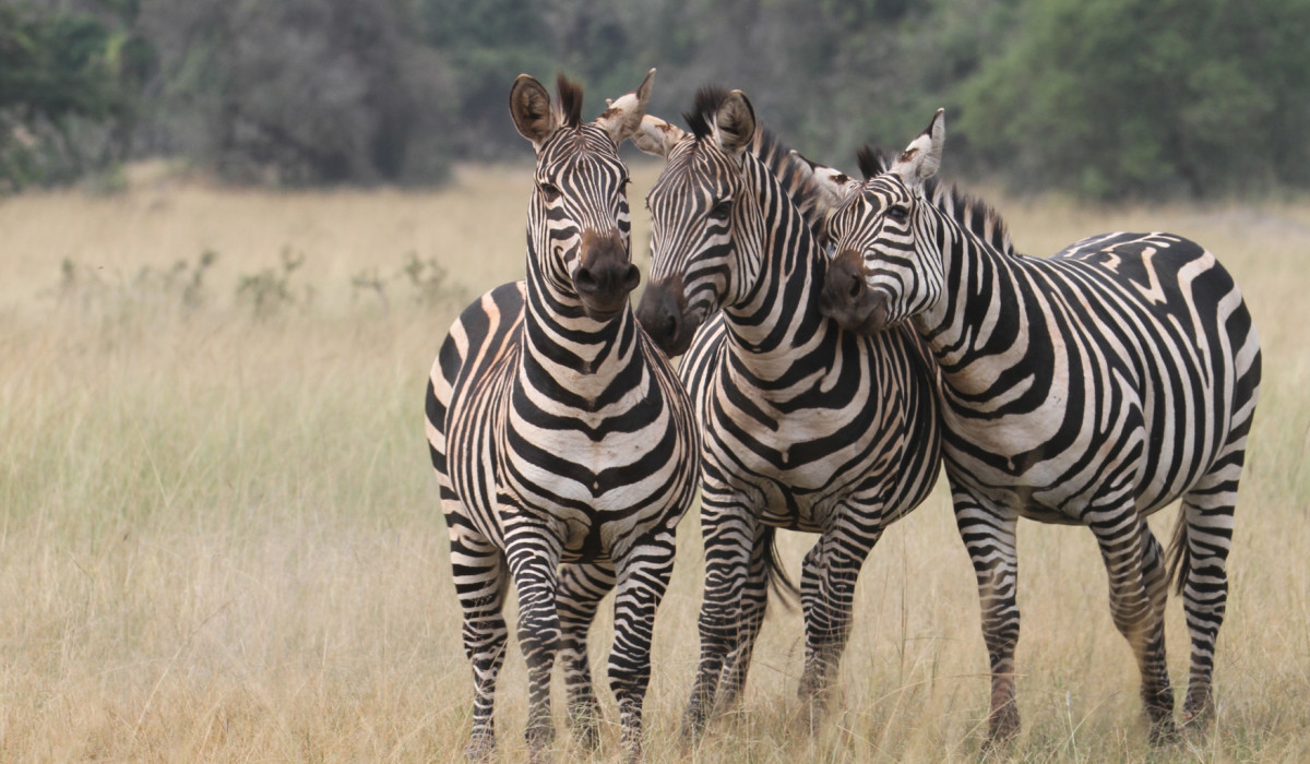 Akagera National Park
