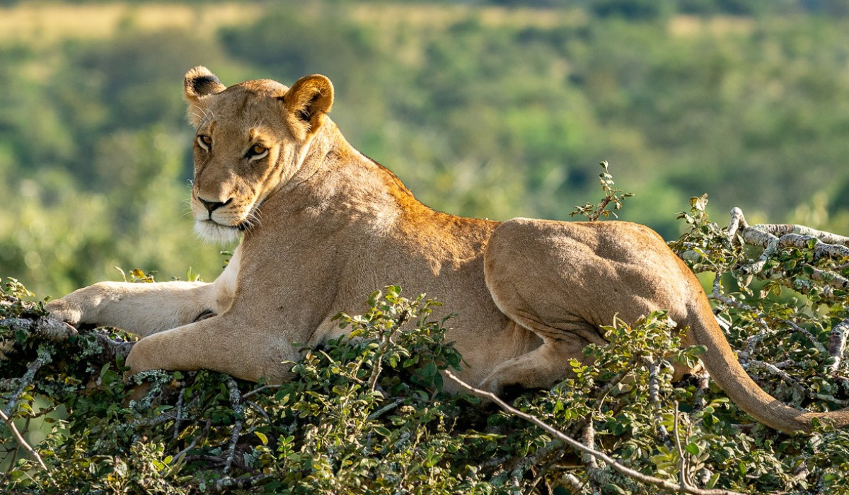 Akagera National Park