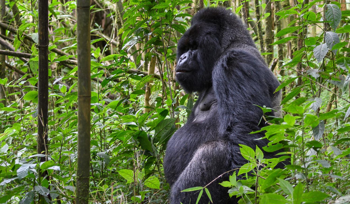 Volcanoes National Park