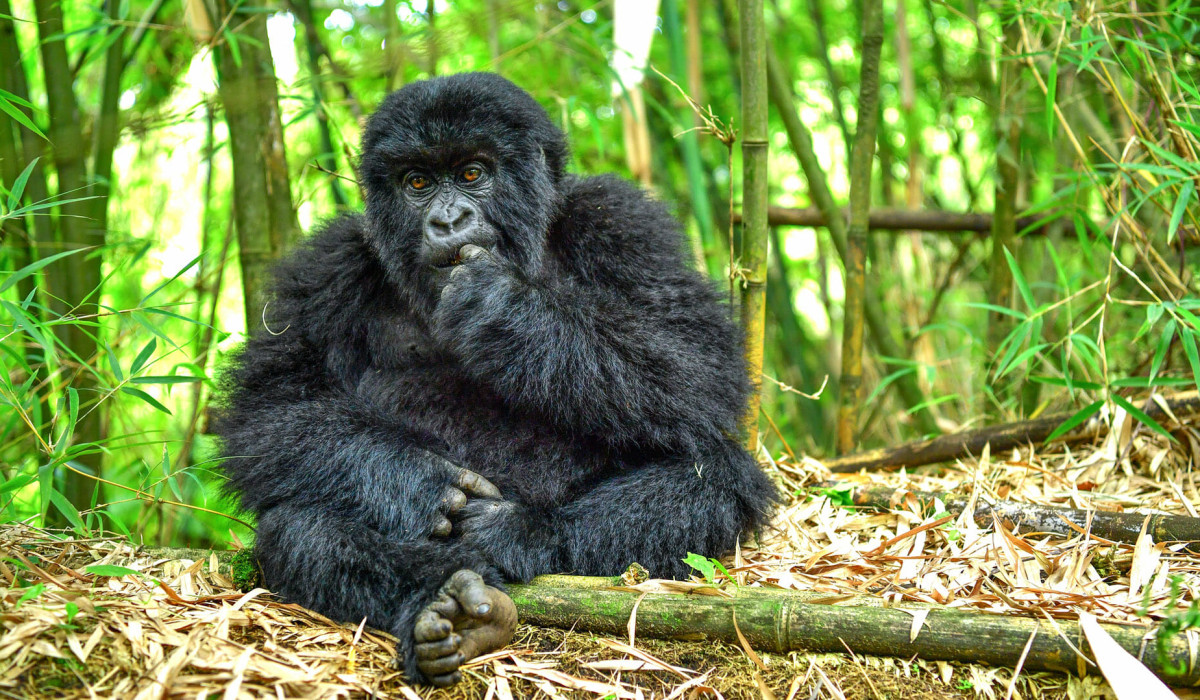 Volcanoes National Park