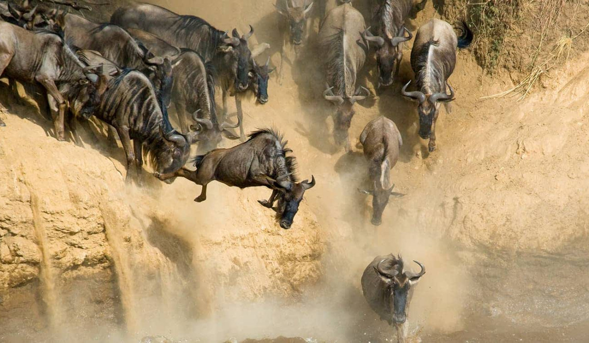 River Crossing Migration Safaris