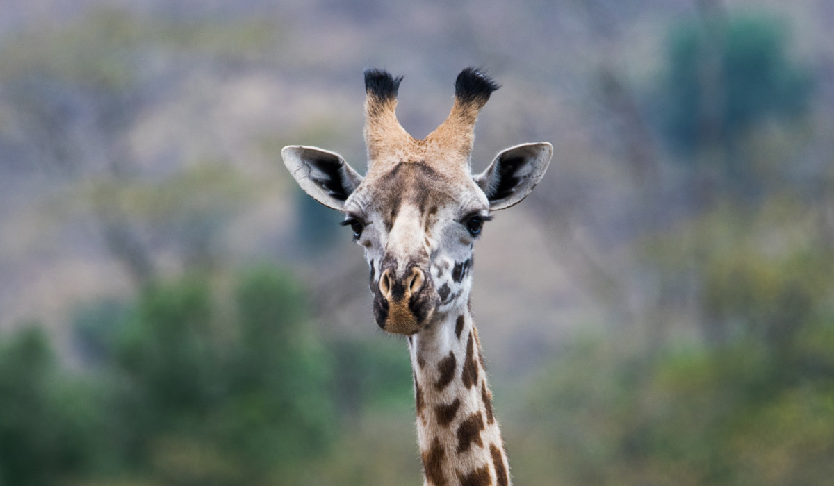 Arusha National Park
