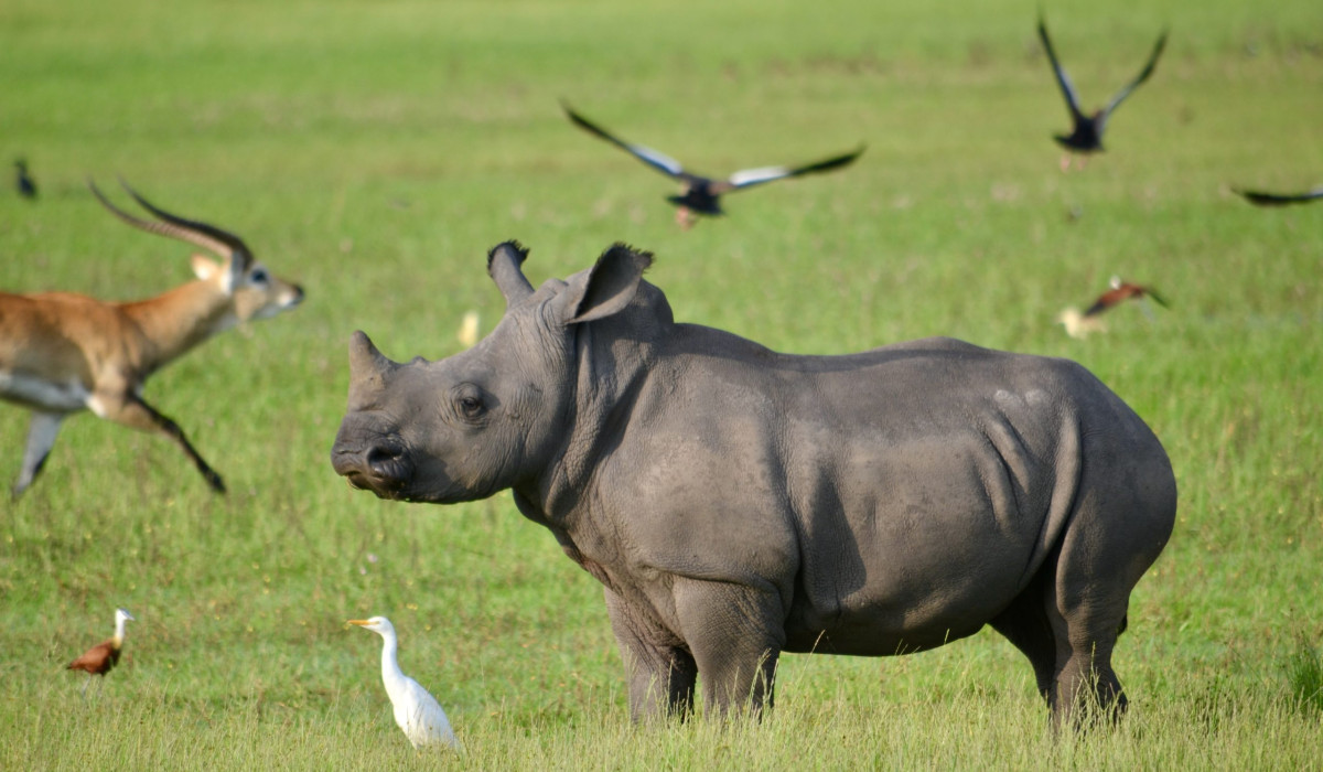 Laikipia Conservancies