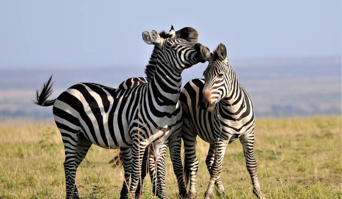 Laikipia Conservancies